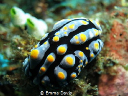 Nudi by Emma Davis 